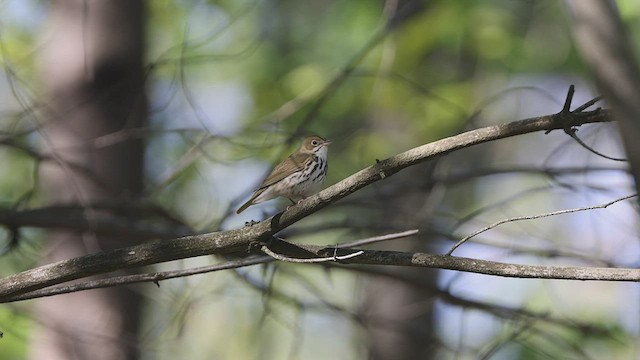 Ovenbird - ML461055161