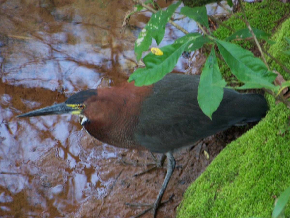 Rufescent Tiger-Heron - ML461055631