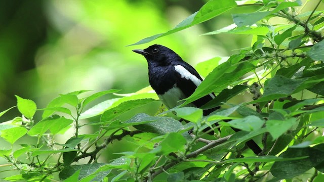 Philippine Magpie-Robin - ML461056