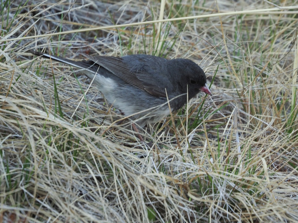 Junco Ojioscuro - ML461056861