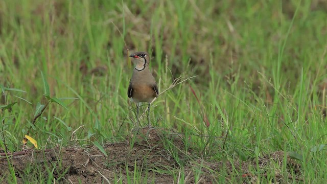 Oriental Pratincole - ML461057