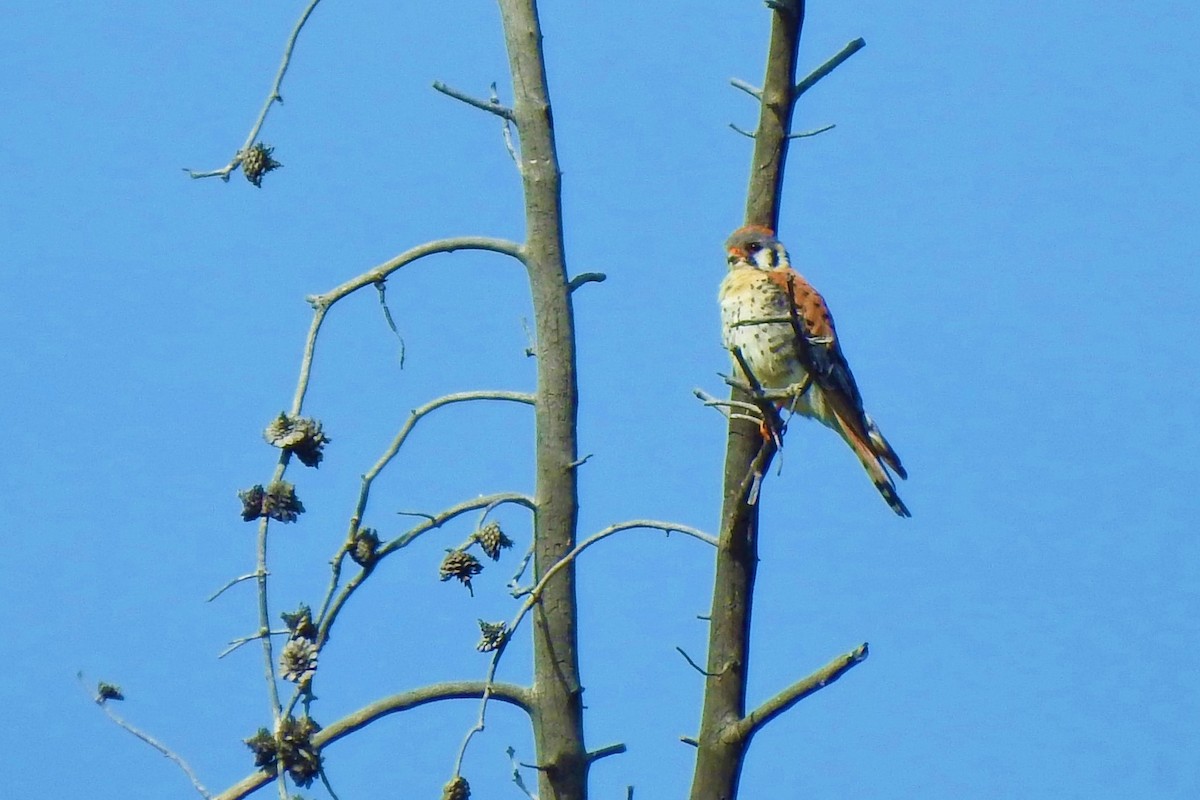 American Kestrel - ML461057271
