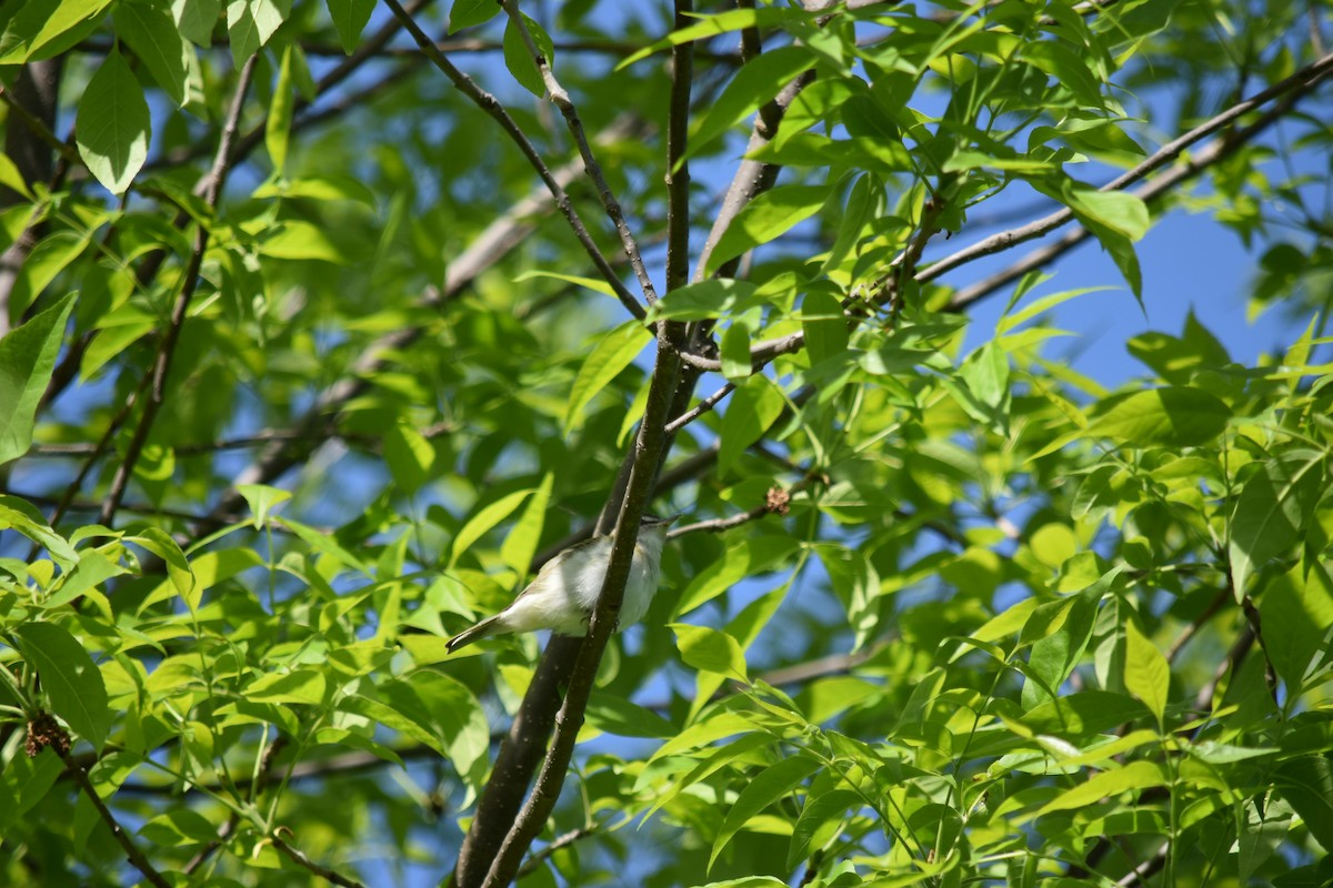 Red-eyed Vireo - Hayley Lester