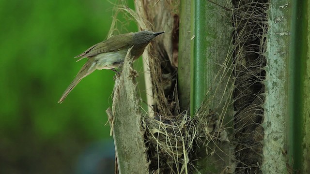 Philippine Bulbul - ML461058