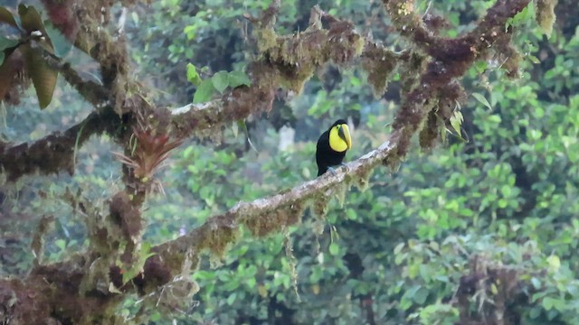 Toucan du Choco - ML461058961