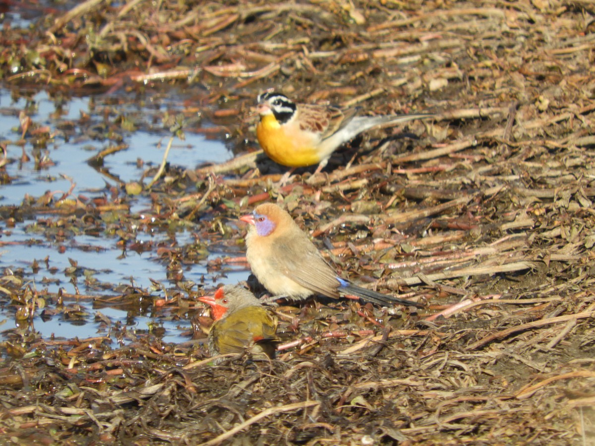 トキワスズメ - ML461059091