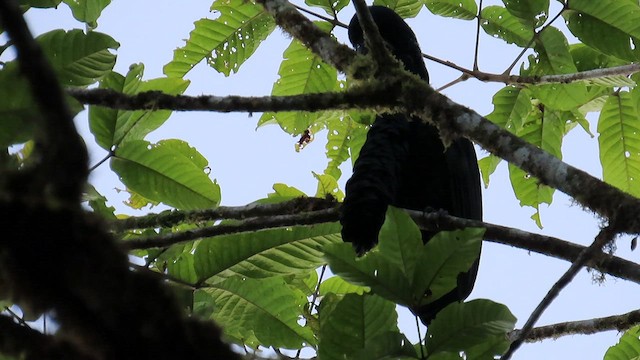 Long-wattled Umbrellabird - ML461059301