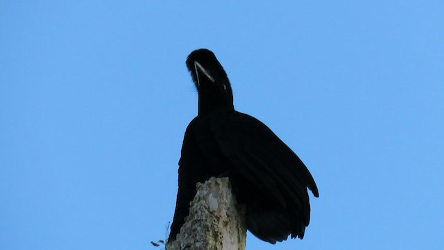 Long-wattled Umbrellabird - ML461059371