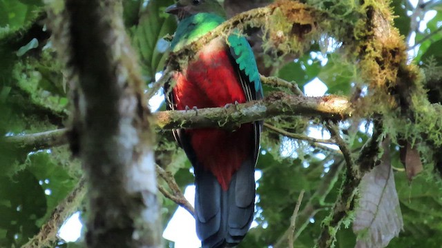 Golden-headed Quetzal - ML461059741