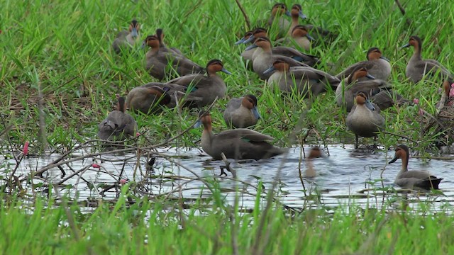 Philippine Duck - ML461060
