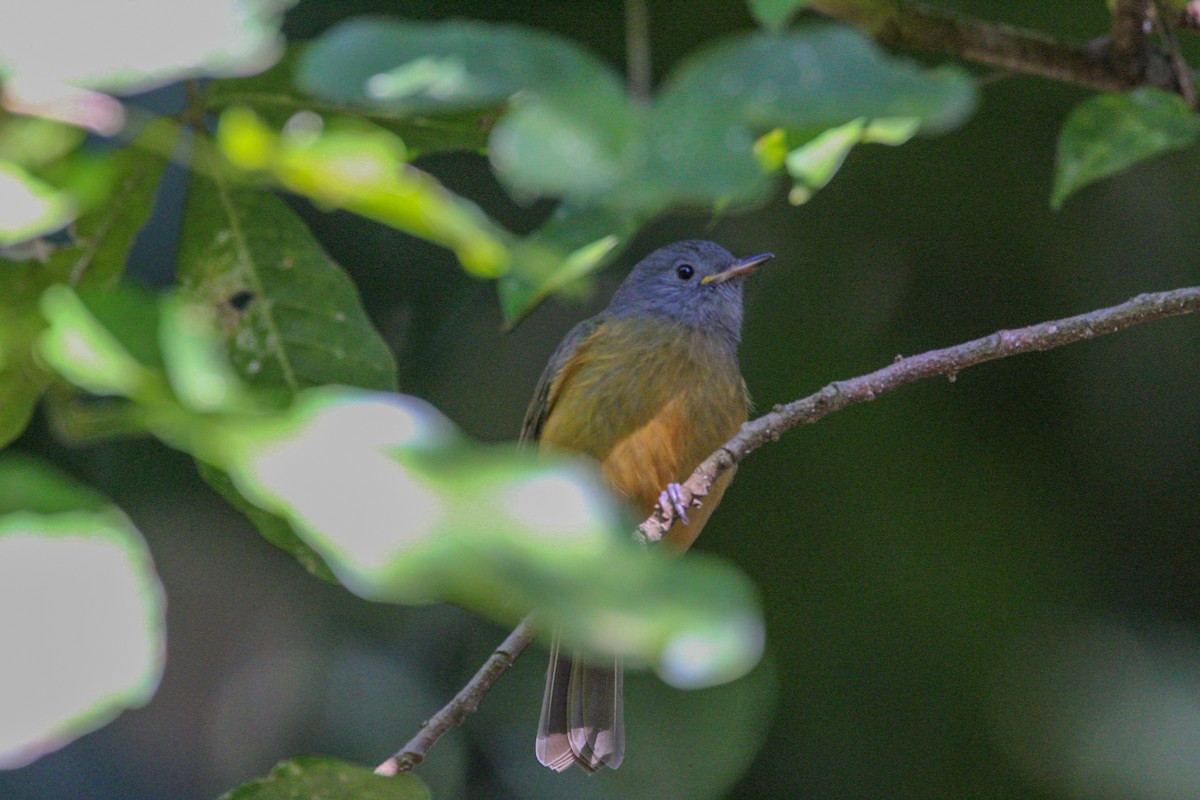 Gray-hooded Flycatcher - Dominic Oviedo Löwen