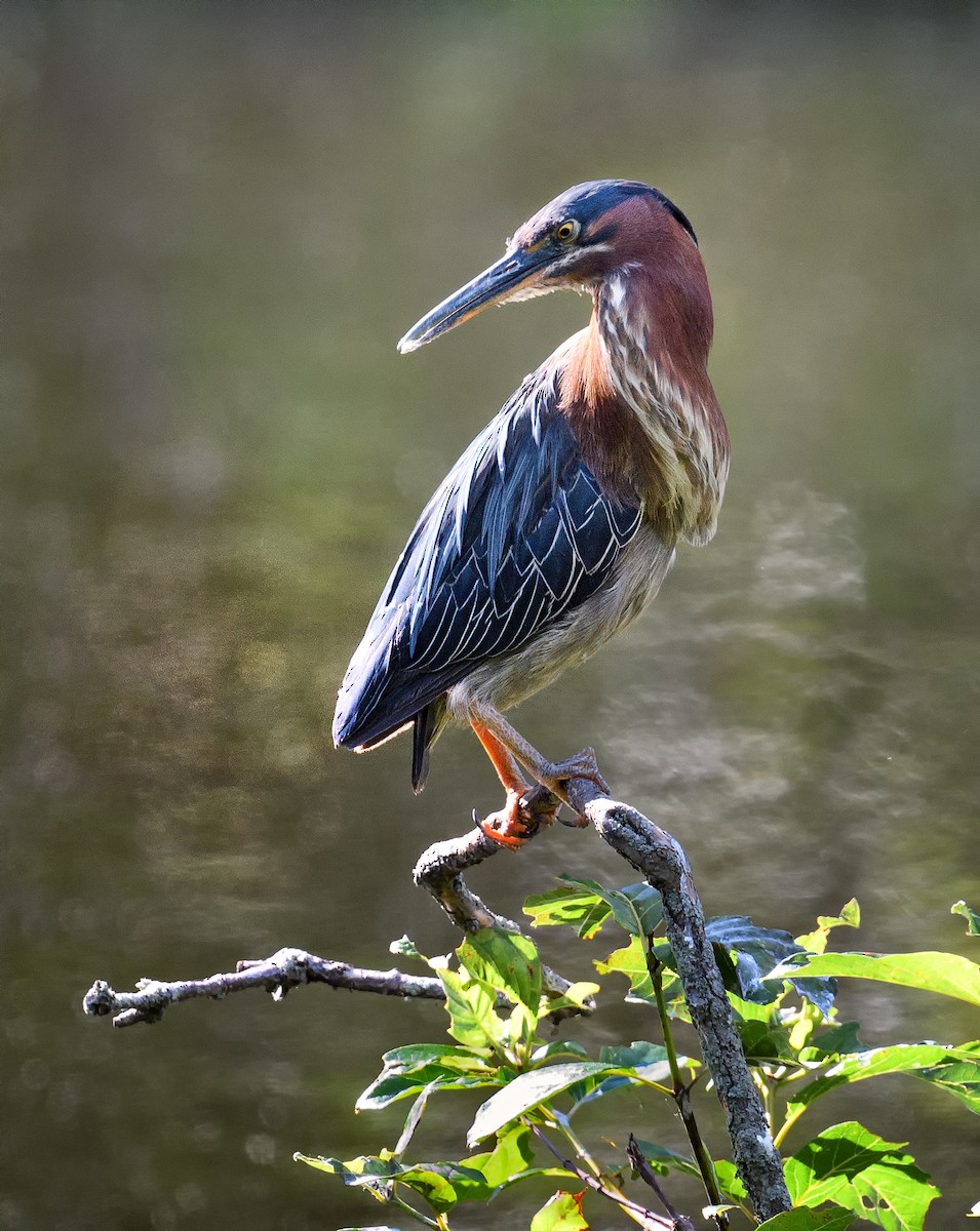 Green Heron - ML461060901