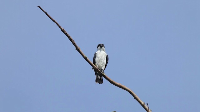 Philippine Falconet - ML461061