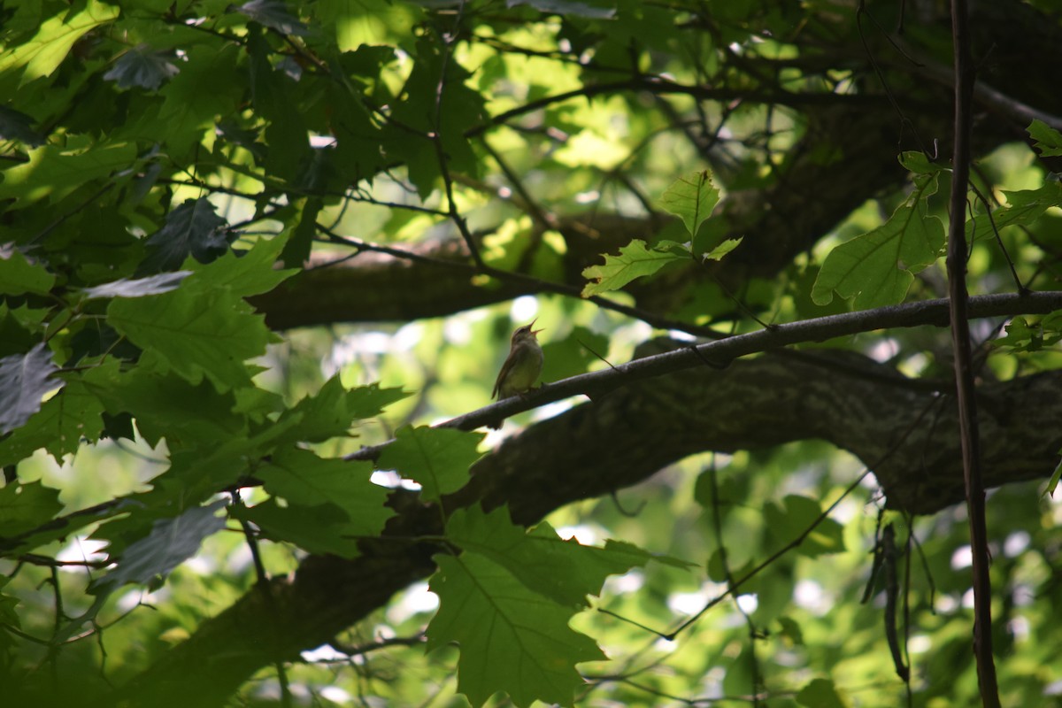 Swainson's Warbler - ML461061321