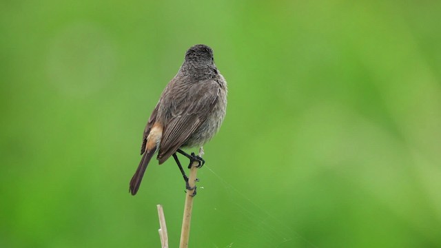 Pied Bushchat - ML461063