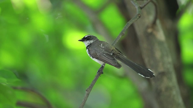 Philippine Pied-Fantail - ML461064