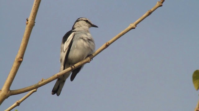 Échenilleur térat - ML461065