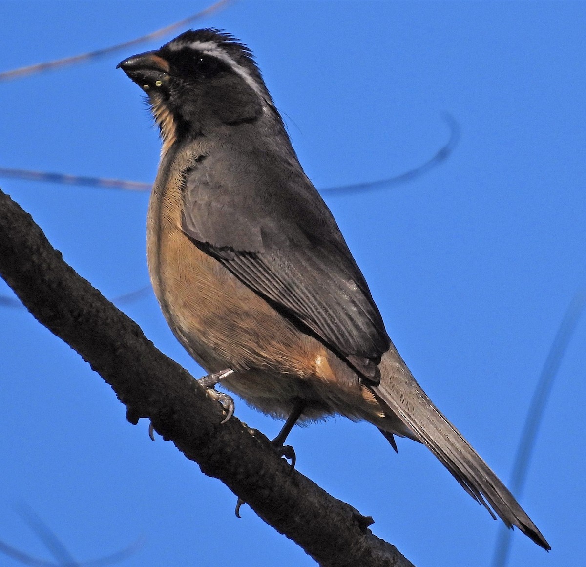 Thick-billed Saltator - ML461065201