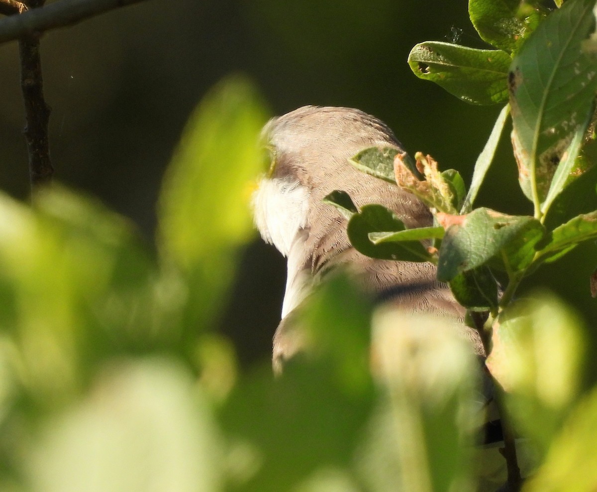 Yellow-billed Cuckoo - ML461065961