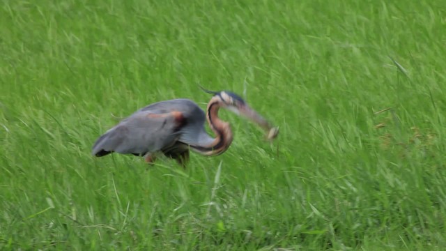 Purple Heron - ML461066