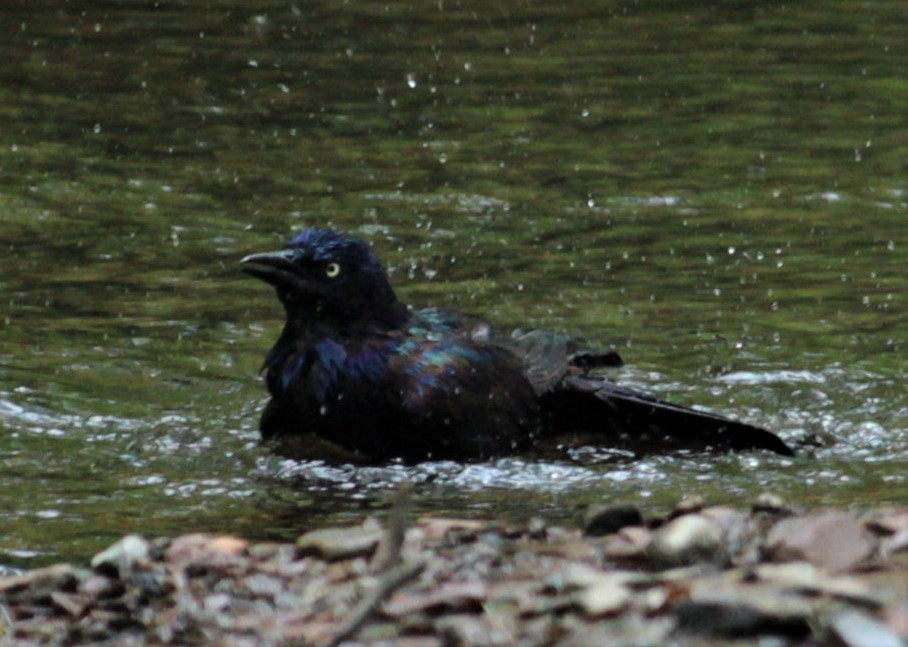 Common Grackle - ML461066511