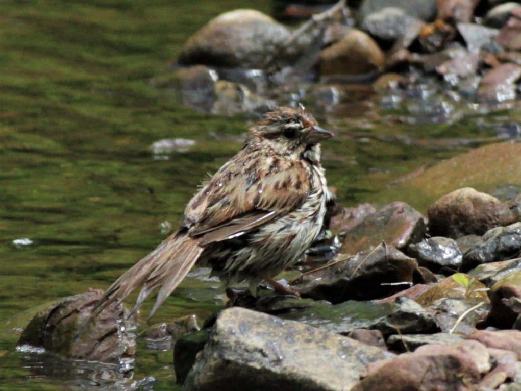 Song Sparrow - ML461066681