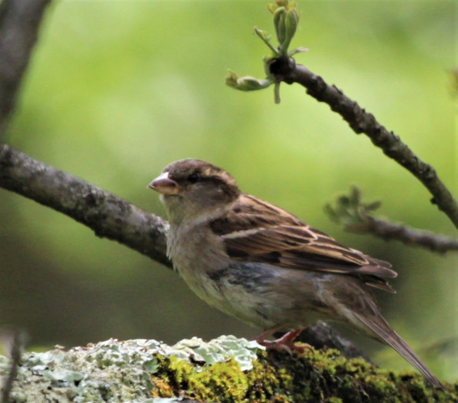 House Sparrow - Jenny Rogers