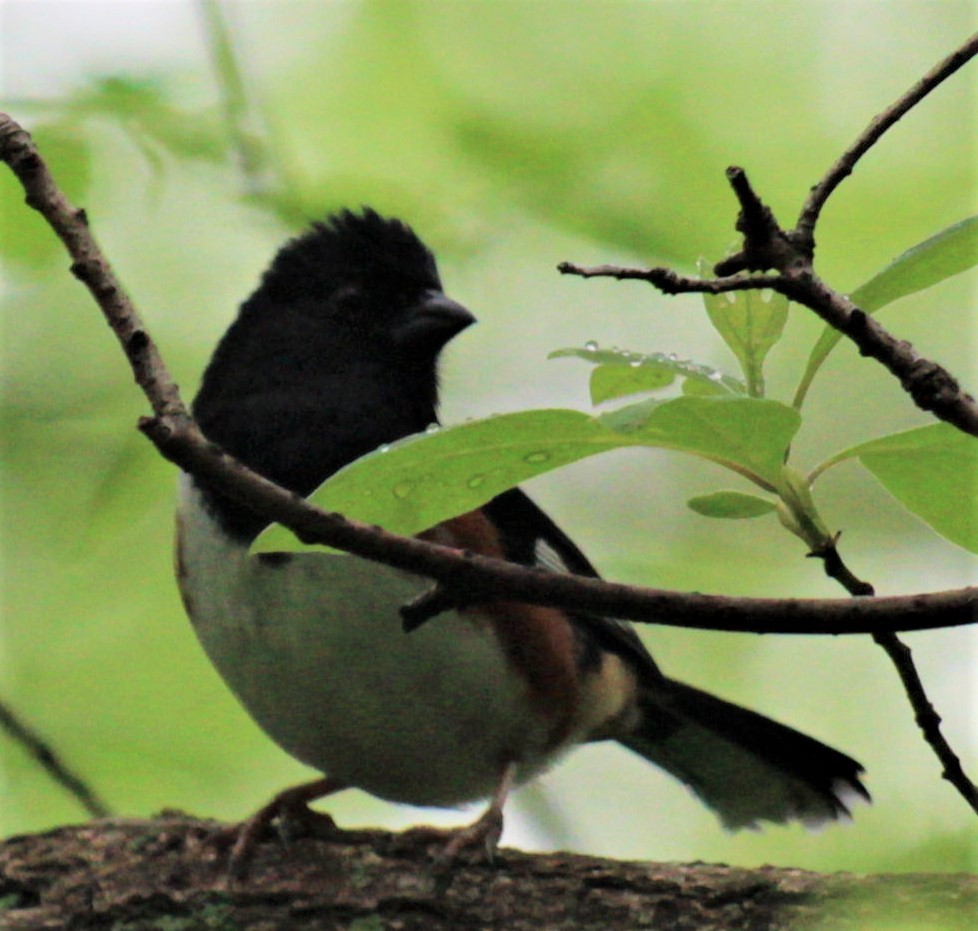 Eastern Towhee - ML461066851