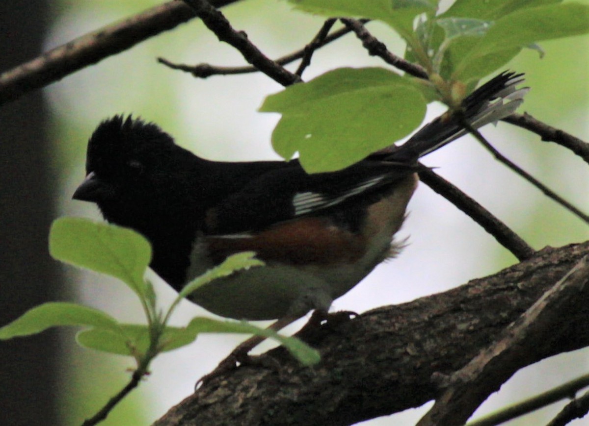 Eastern Towhee - ML461066861