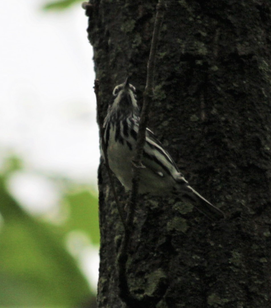 Black-and-white Warbler - ML461066891