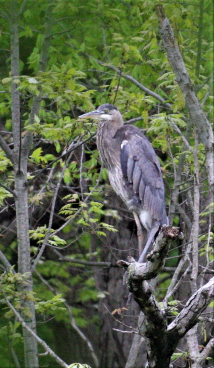 Great Blue Heron - Jenny Rogers