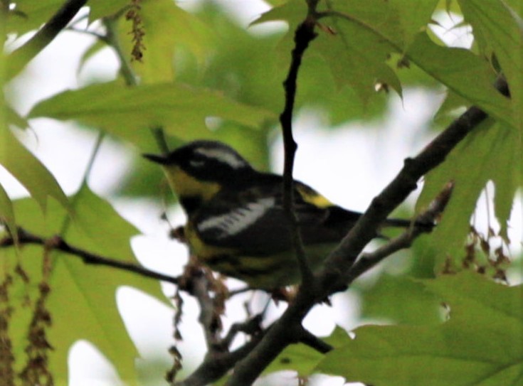 Magnolia Warbler - ML461066991