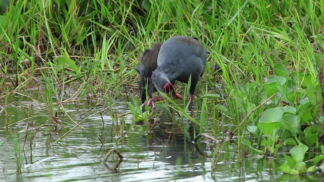 Philippinenpurpurhuhn - ML461067