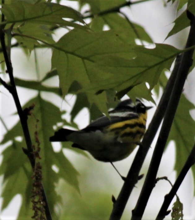 Magnolia Warbler - ML461067001