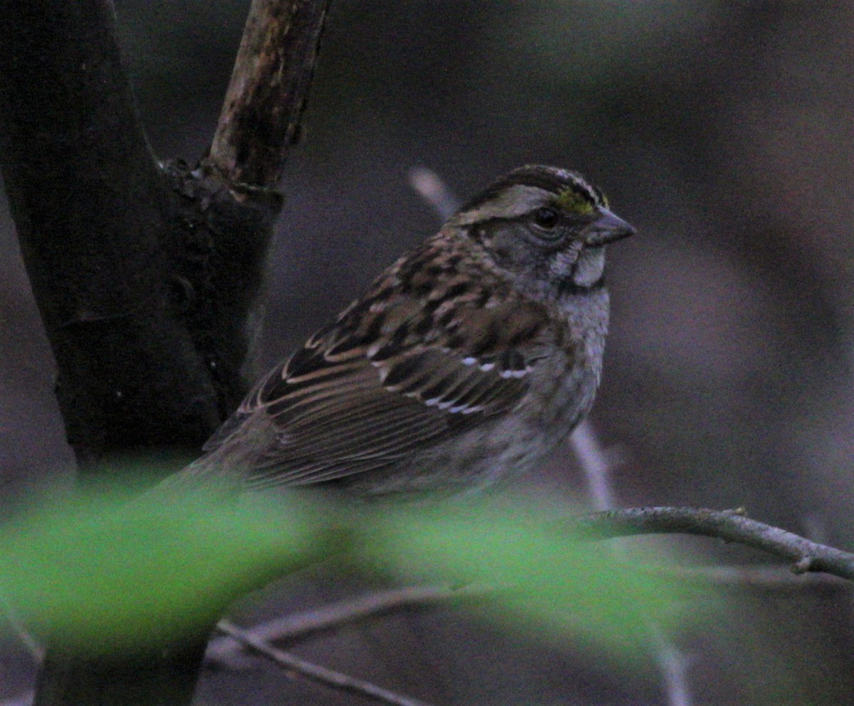 White-throated Sparrow - ML461067111