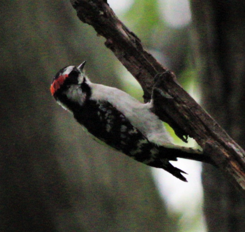 Downy Woodpecker - ML461067131