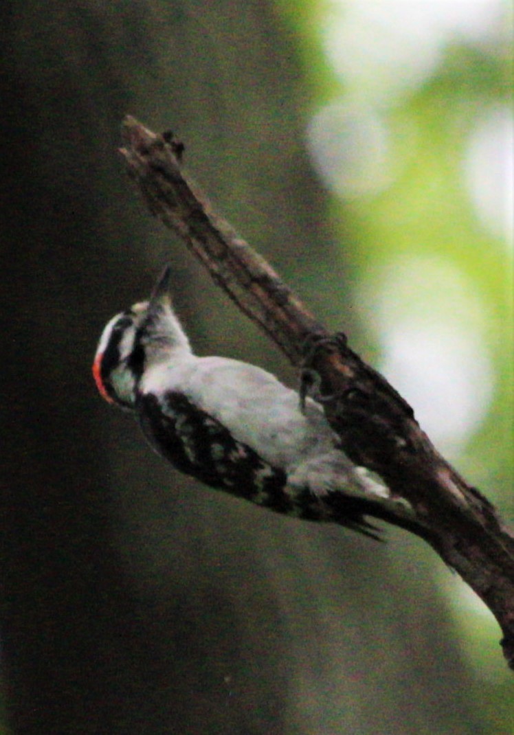 Downy Woodpecker - ML461067141