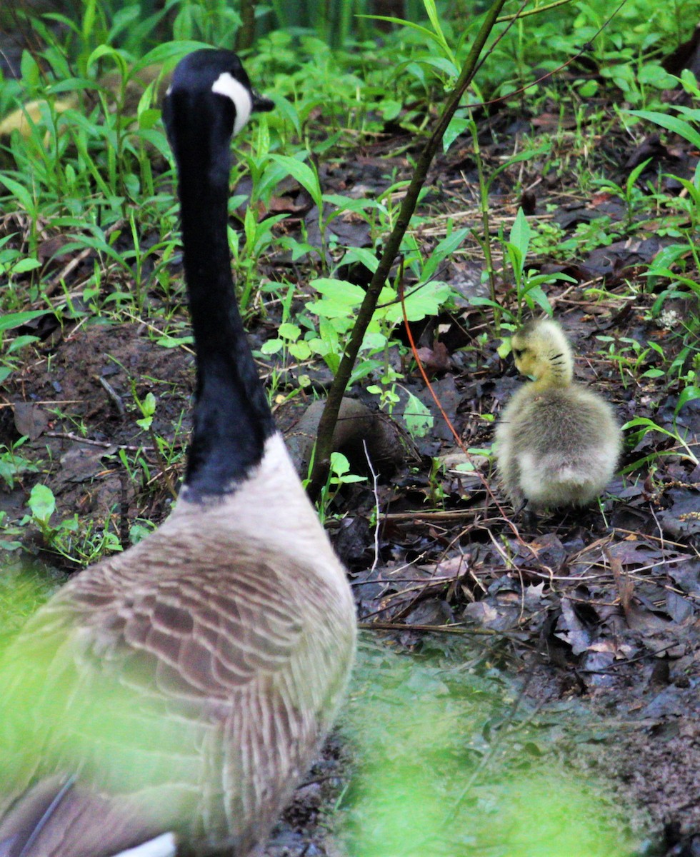 Canada Goose - ML461067161