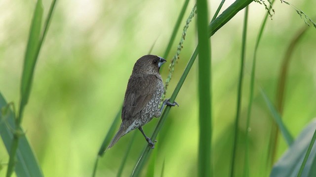 Scaly-breasted Munia (Scaled) - ML461068