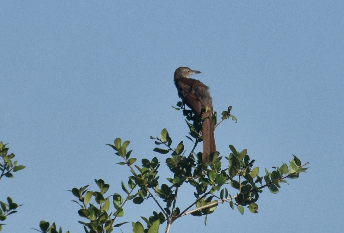 Brown Thrasher - ML461068211