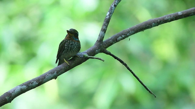 Spotted Kingfisher - ML461069