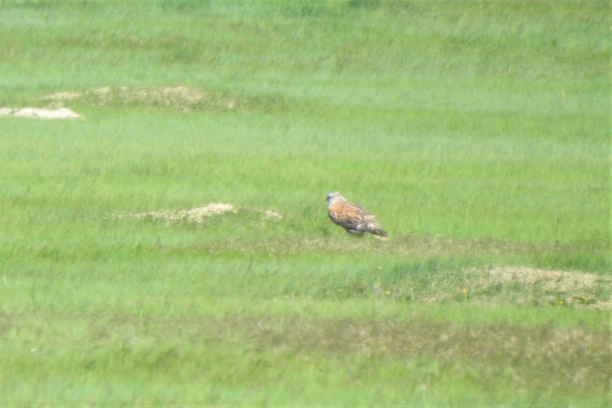 Ferruginous Hawk - ML461069611