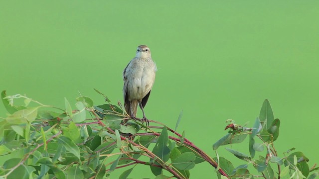 Striated Grassbird - ML461070