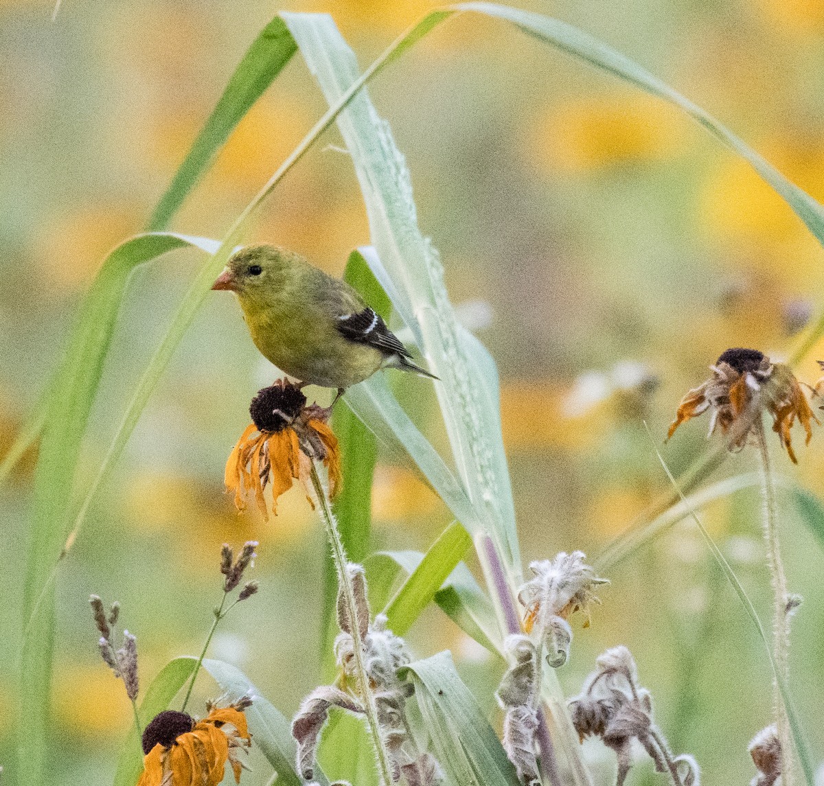 American Goldfinch - ML461070011