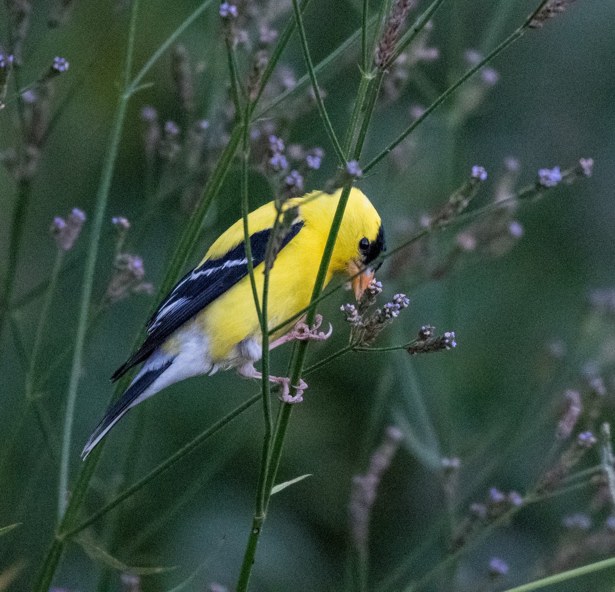 American Goldfinch - ML461070171
