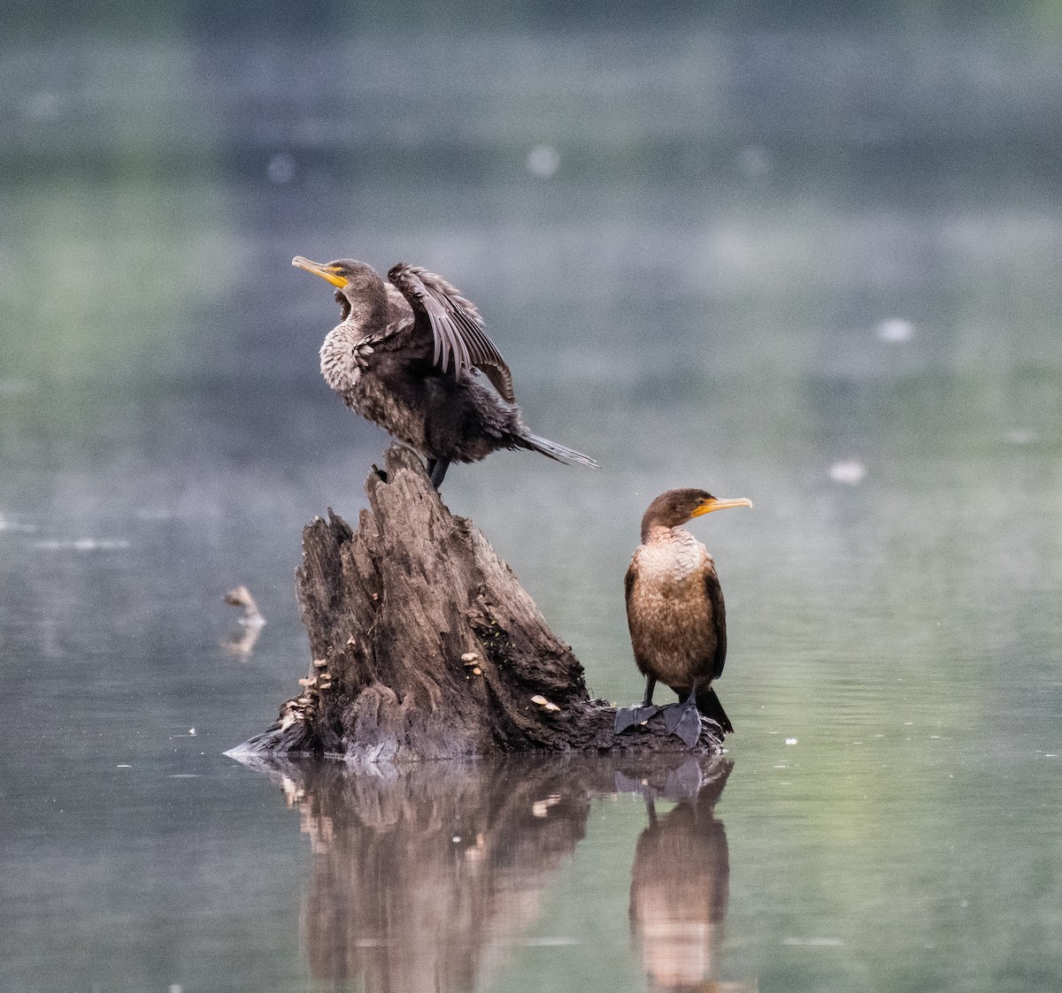 Double-crested Cormorant - ML461070271