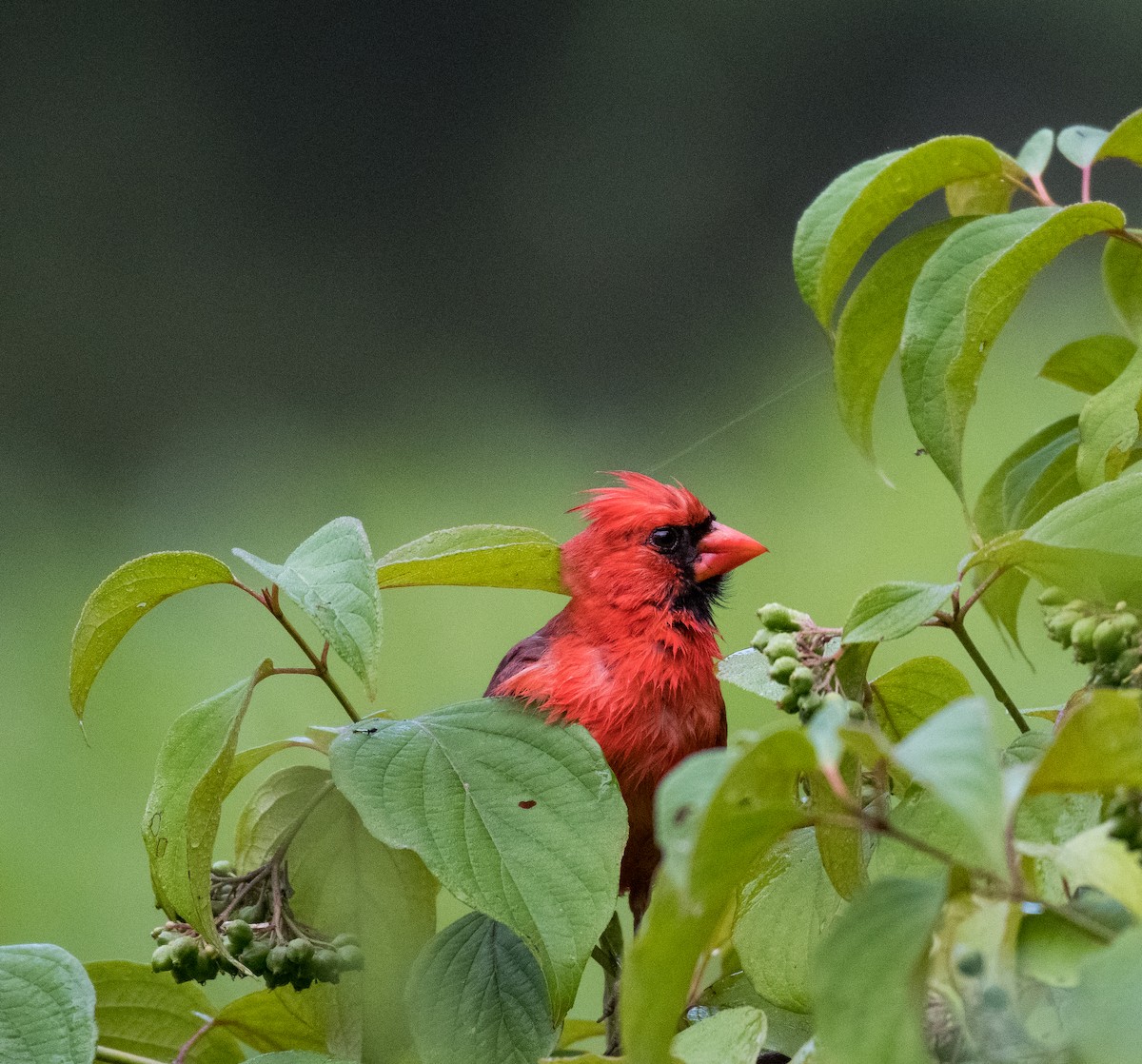 Northern Cardinal - ML461070371