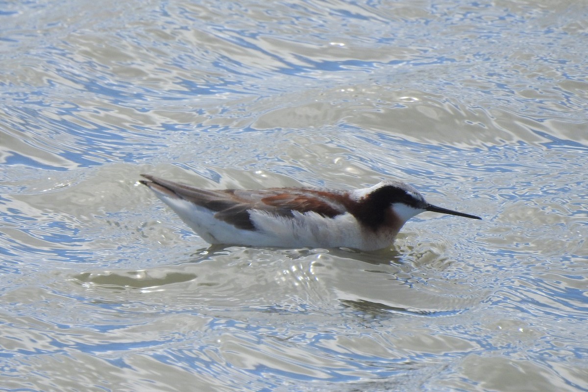 Wilson's Phalarope - ML461070581