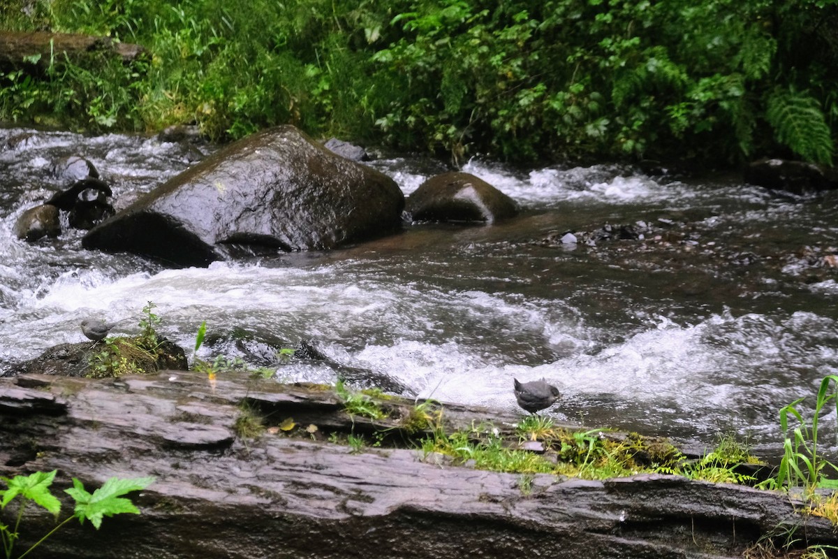 American Dipper - ML461070711