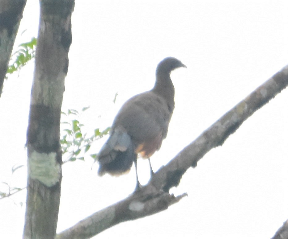 Gray-headed Chachalaca - ML461071711